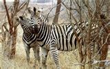 Image result for HD Animal Photos