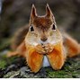 Image result for Crazy Animal Pictures