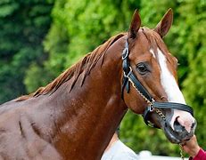 Image result for Old Horse Racing