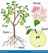 Image result for Parts of Apple Tree