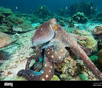 Image result for Octopus Moving