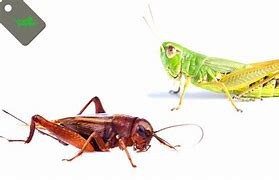 Image result for Cricket Bug vs Grasshopper