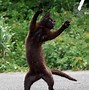 Image result for Dojo Karate Cats