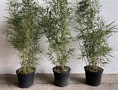 Image result for Fargesia robusta Tauro