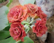 Primula auricula The Mikado-க்கான படிம முடிவு