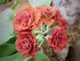 Bildergebnis für Primula auricula Sussanah