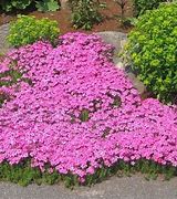 Image result for Pink Ground Cover Landscaping
