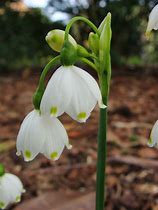 Leucojum aestivum-साठीचा प्रतिमा निकाल