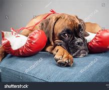 Image result for Dog with Boxing Gloves