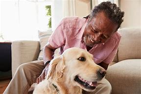 Image result for Best Companion Dogs for Seniors