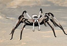 Image result for The Biggest Spider in the World Right Now