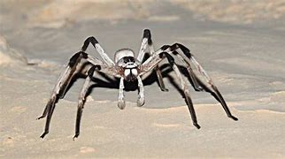 Image result for Biggest Spider in the World Alive