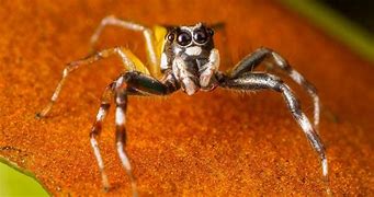 Image result for Jumping Cricket Spider