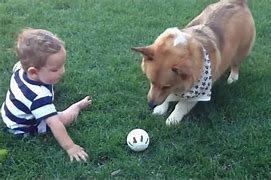 Image result for Funny Videos