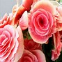 Image result for Flowers Tumblr Wallpaper