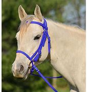 Image result for English Horse Bridle