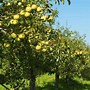 Image result for Golden Apple Orchard