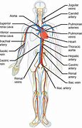 Image result for Carotid and Peripheral Pulse