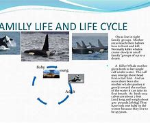 Image result for Life Cycle of Orca Whale