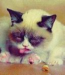 Image result for Funny Animal Pictures with Captions Grumpy Cat