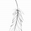 Image result for Feather Tattoo Sketch