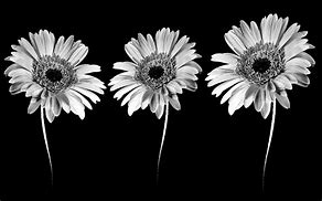Image result for Cool Black and White Flowers