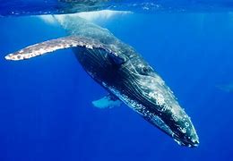 Image result for Apple TV Screensaver with Whale