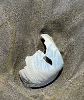 Image result for Horse Clam