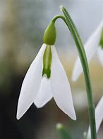 Image result for Galanthus Ding Dong