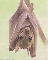 Image result for Bat Realism