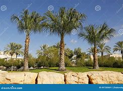 Image result for Middle East Location of the Tree of Wisdom