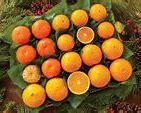 Image result for Florida Oranges