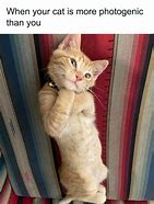 Image result for Cat Addicted Phone Meme
