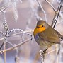 Image result for Late Winter Wallpaper