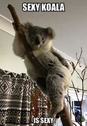 Image result for Baby Koala Meme