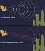 Image result for Bat Echolocation Diagram
