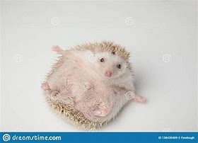 Image result for Hedgehog On Its Back