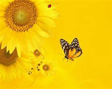 Image result for Amazing Nature Wallpaper 1920X1080