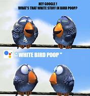 Image result for Bird Poop Funny Memes