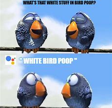 Image result for Bird Poop Meme