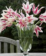 Image result for Tulipa Marilyn