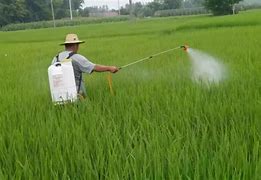 Image result for Foliar Spraying Fertilizer
