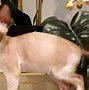 Image result for Cornish Rex Cat Breed