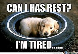 Image result for Funny Tired Dog Meme