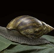 Image result for 1 Meter Long Snail