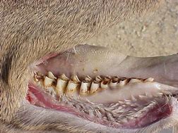 Image result for Aging Deer Teeth