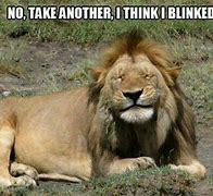 Image result for Hilarious Wild Animal Memes