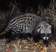 Image result for Civet Cat South Africa