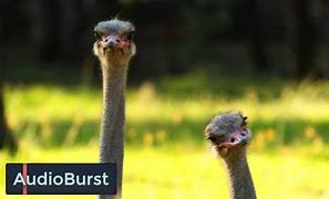Image result for An Ostrich Puts Its Head in the Car