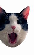 Image result for shock cats memes faces